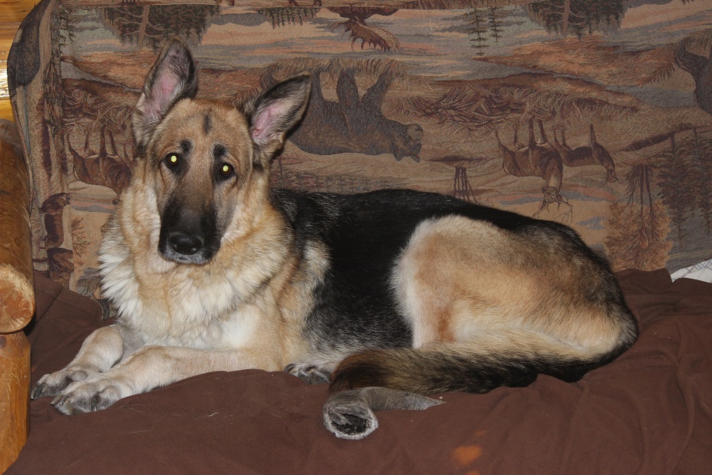German Shepherd Breeders Michigan