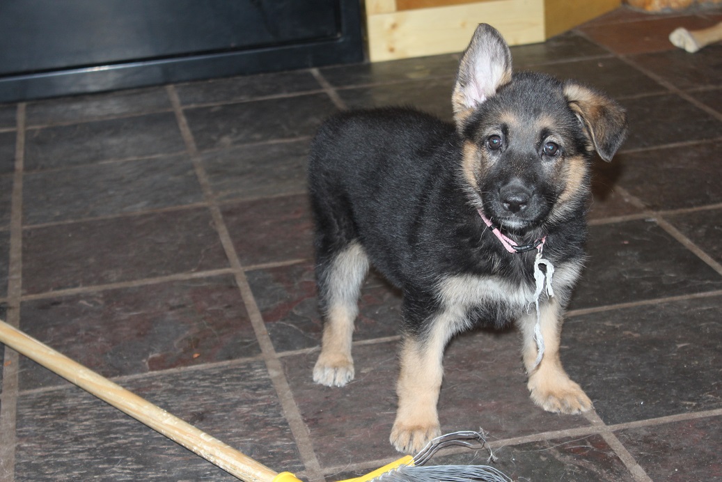German Shepherd Kennel Purebred German Shepherd Puppies for Sale Michigan German Shepherds