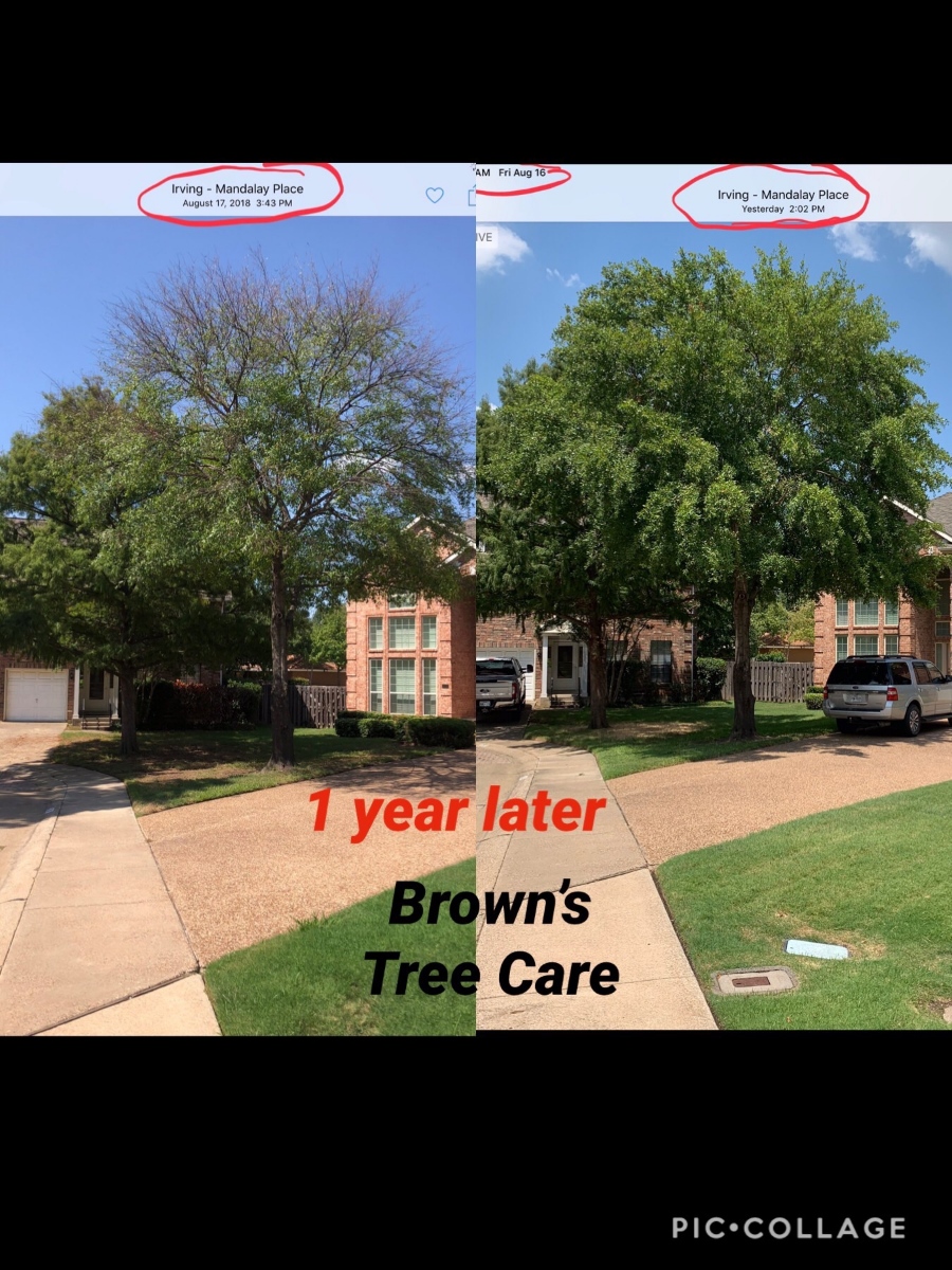 Browns Tree Care & Browns Tree Farm Dallas Texas