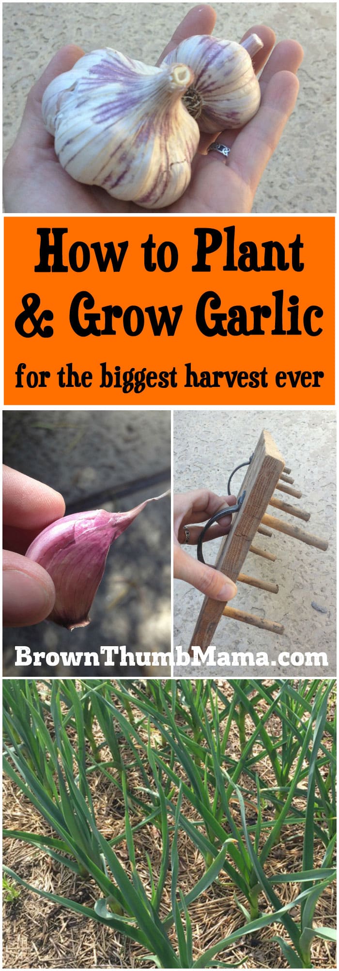 How to Plant and Grow Garlic Brown Thumb Mama
