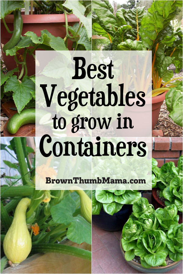 5 Best Container Vegetables for Beginning Gardeners Brown Thumb Mama®