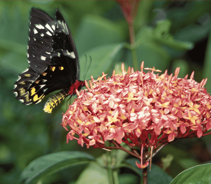 Create a Butterfly & Hummingbird Garden Brown Thumb Mama®