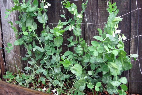 How to Plant & Grow Snow Peas • Brown Thumb Mama®