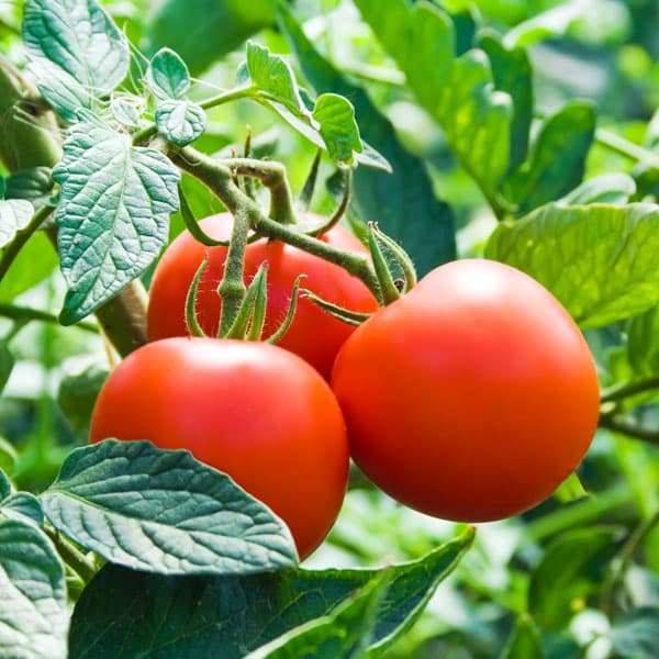 8 Vegetables to Plant in June {Zone 9} Brown Thumb Mama®