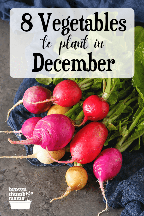 8 Vegetables to Plant in December {Zone 9} Brown Thumb Mama®