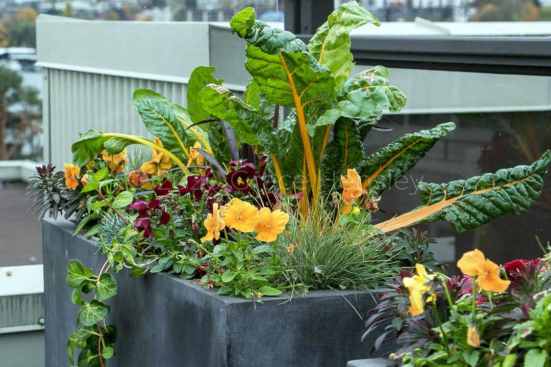 Choose the Best Soil for Your Container Garden Brown Thumb Mama®