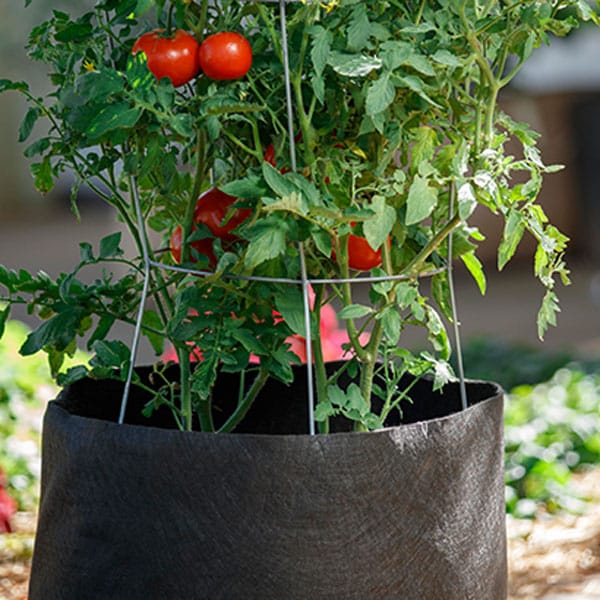 Stop Tomatoes from Splitting or Cracking Brown Thumb Mama®