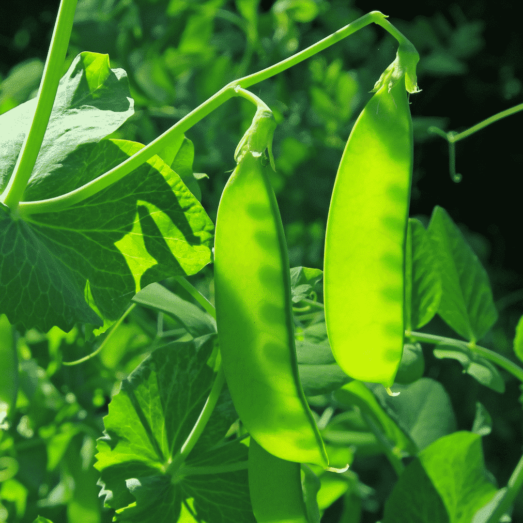 How to Plant & Grow Snow Peas Brown Thumb Mama®