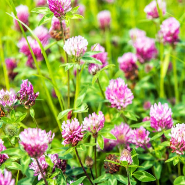 12 Vegetables to Plant in September {Zone 8} Brown Thumb Mama®