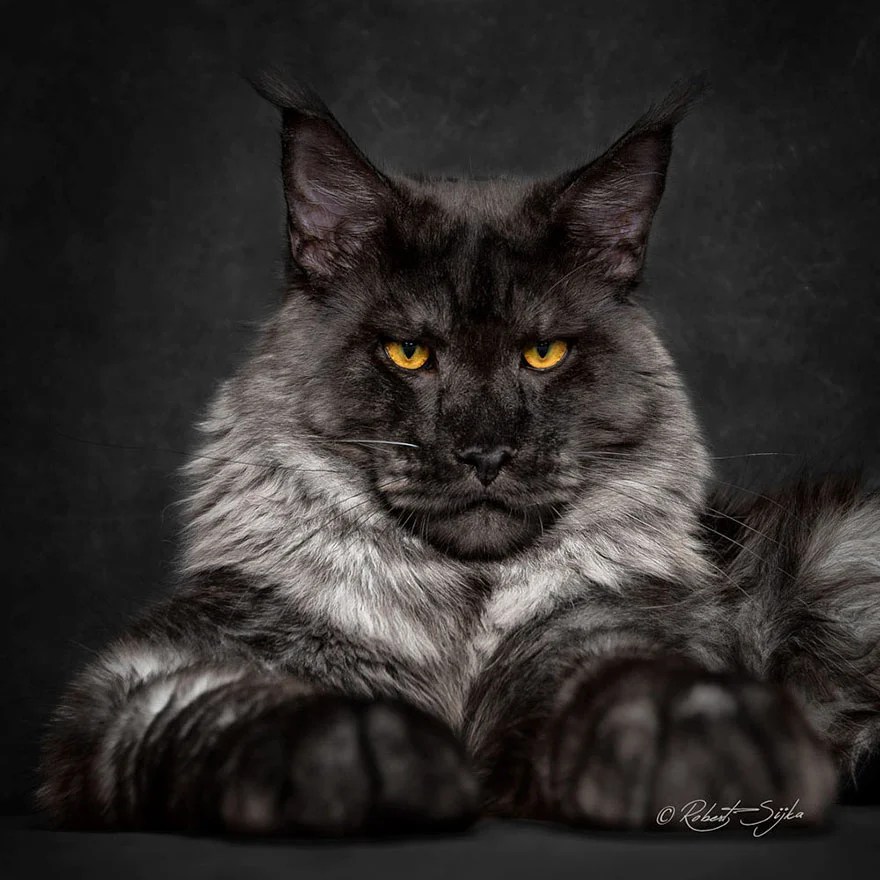 21 Stunning Pics Of Maine Coons, World’s Largest Domesticated Cats
