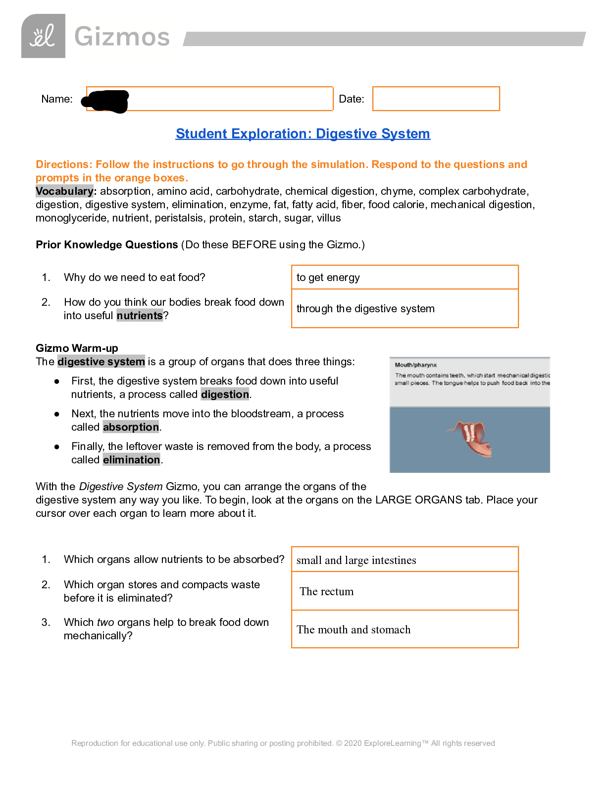 Gizmos Student Exploration: Digestive System Graded A+ - Browsegrades