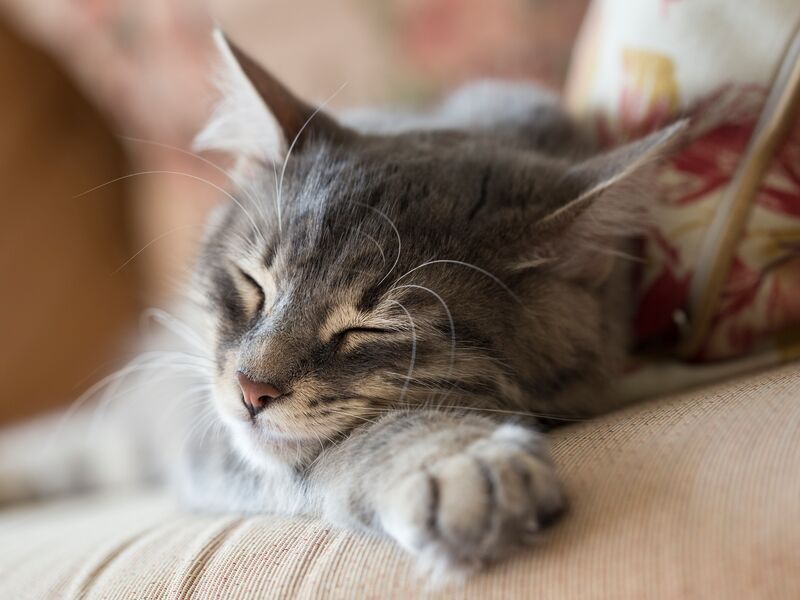 Dog & Cat Boarding Ukiah, CA Blue Ribbon Pets