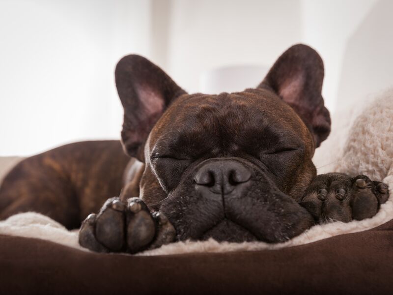 Dog & Cat Boarding Ukiah, CA Blue Ribbon Pets