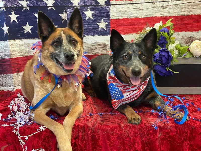 Events Blue Ribbon Pets Ukiah, CA