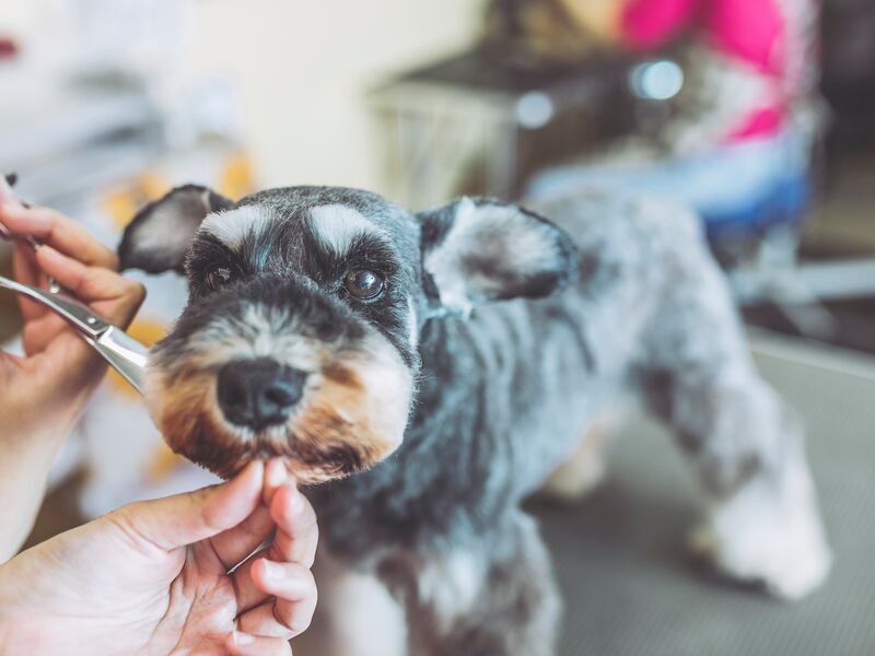 Dog Grooming Ukiah, CA Blue Ribbon Pets