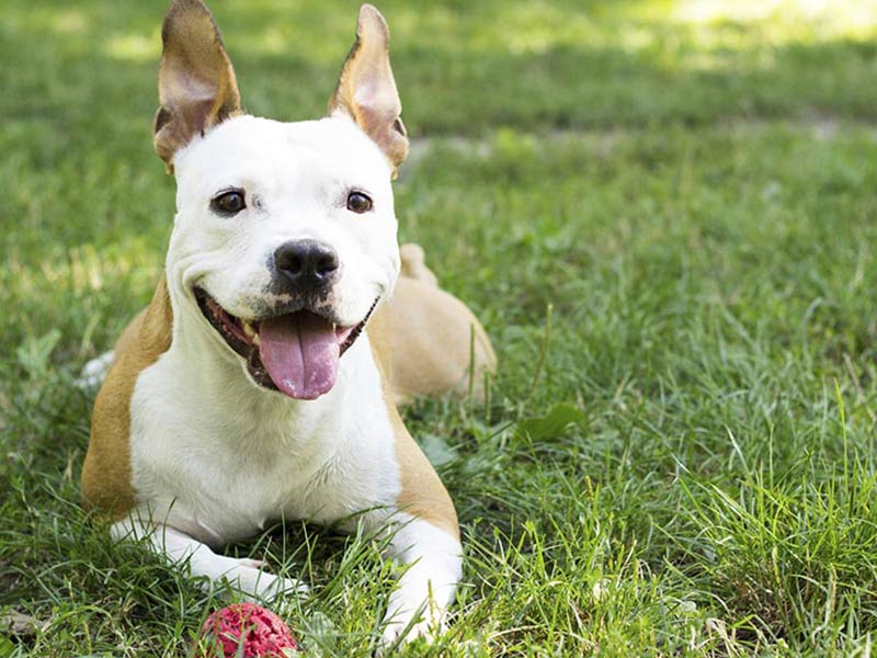 Dog Daycare Ukiah, CA Blue Ribbon Pets