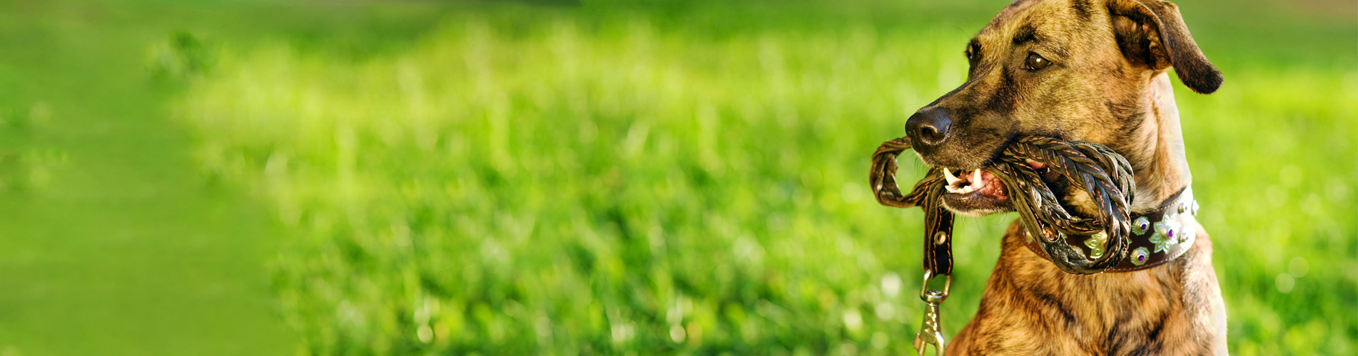 Dog Training Service in Phoenix, AZ Dog Obedience Training