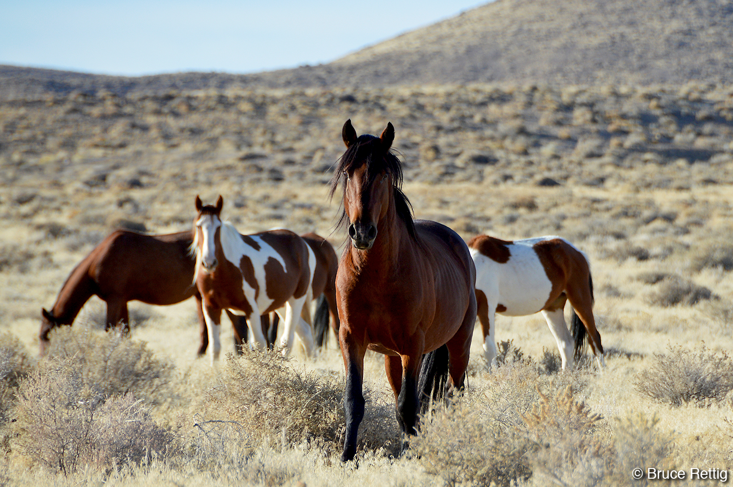 Nevada's Wild Horses Strong and Resilient Residents of the High Desert