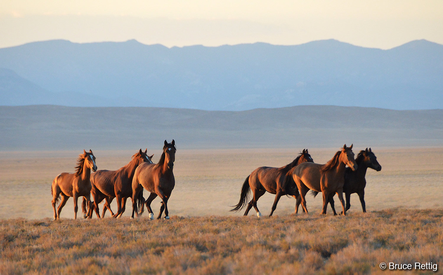 Nevada's Wild Horses Strong and Resilient Residents of the High Desert