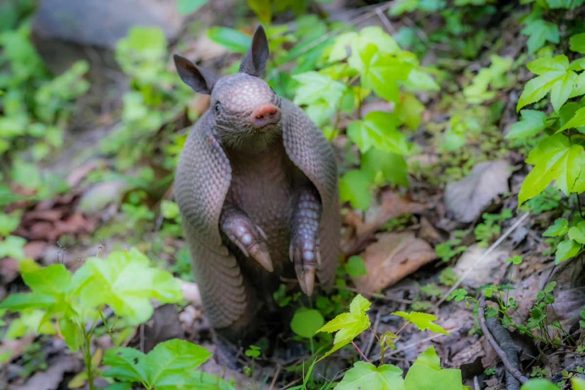 Armadillos and spider food Bruce Photos