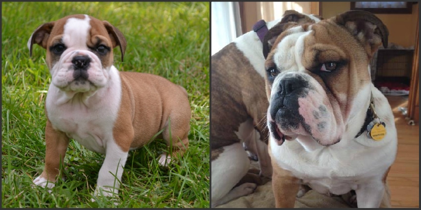 Grown English Bulldog Puppies Bruiser Bulldogs