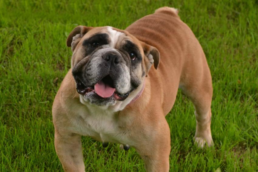 Female English Bulldog Our Foundational Bloodlines Bruiser Bulldogs