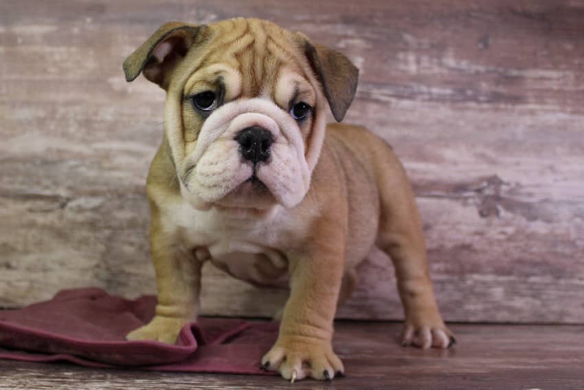 English Bulldog Colors A Comprehensive Guide (2023)Bruiser Bulldogs