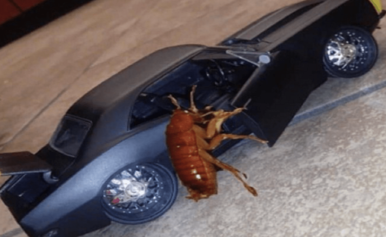 cockroach getting in a car meme geraldortiz