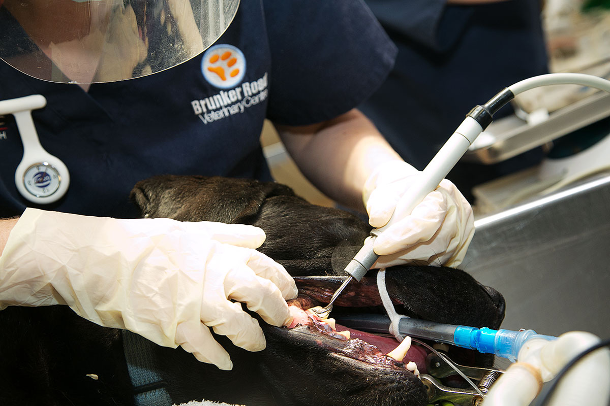 Pet Dentist Newcastle Brunker Road Veterinary Centre