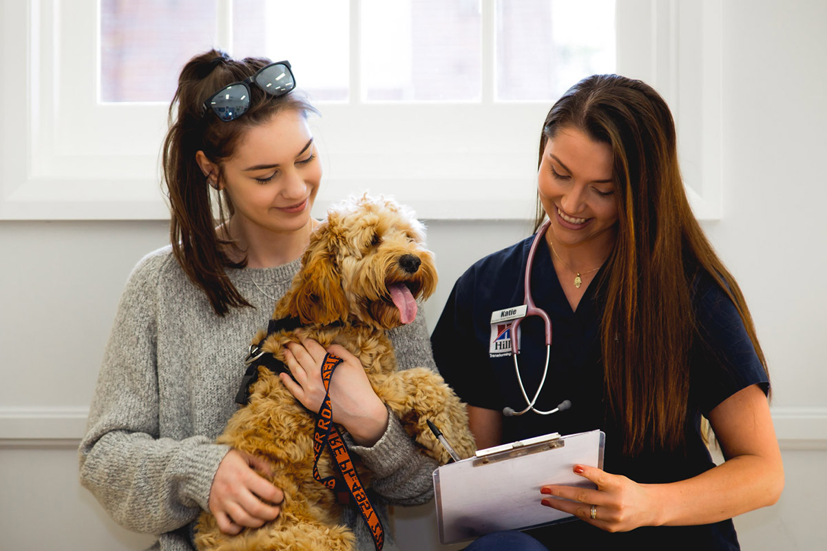 Pet Desexing Newcastle Brunker Road Veterinary Centre