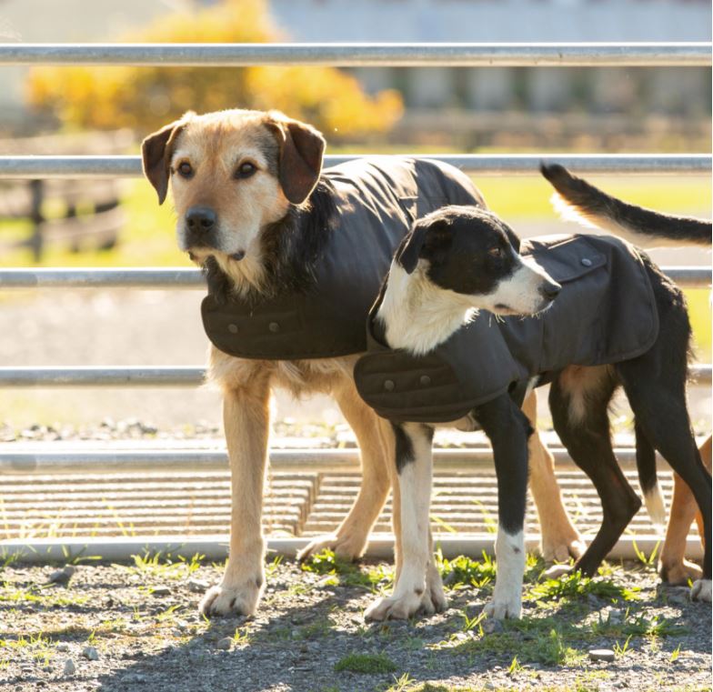 Oilskin Dog Coat Bungendore Rural Services