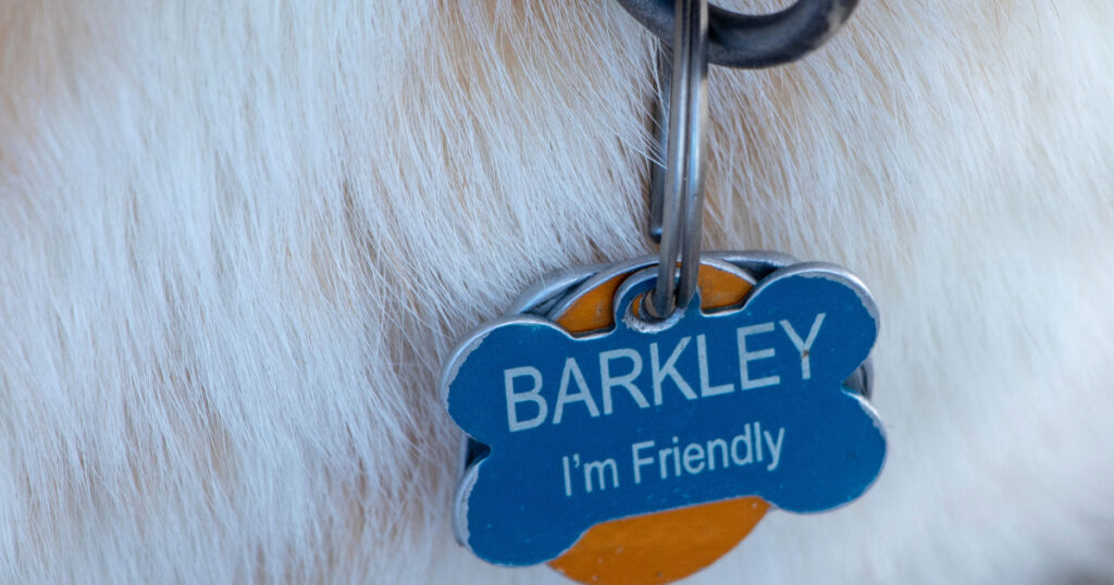 Why Do Dogs Wear Collars Brusearch