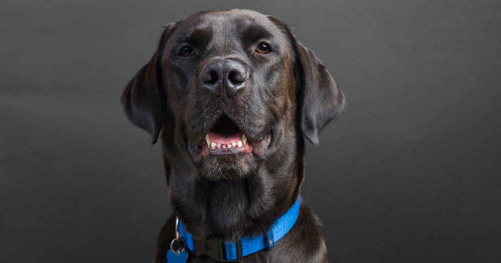 Why Do Dogs Wear Collars Brusearch