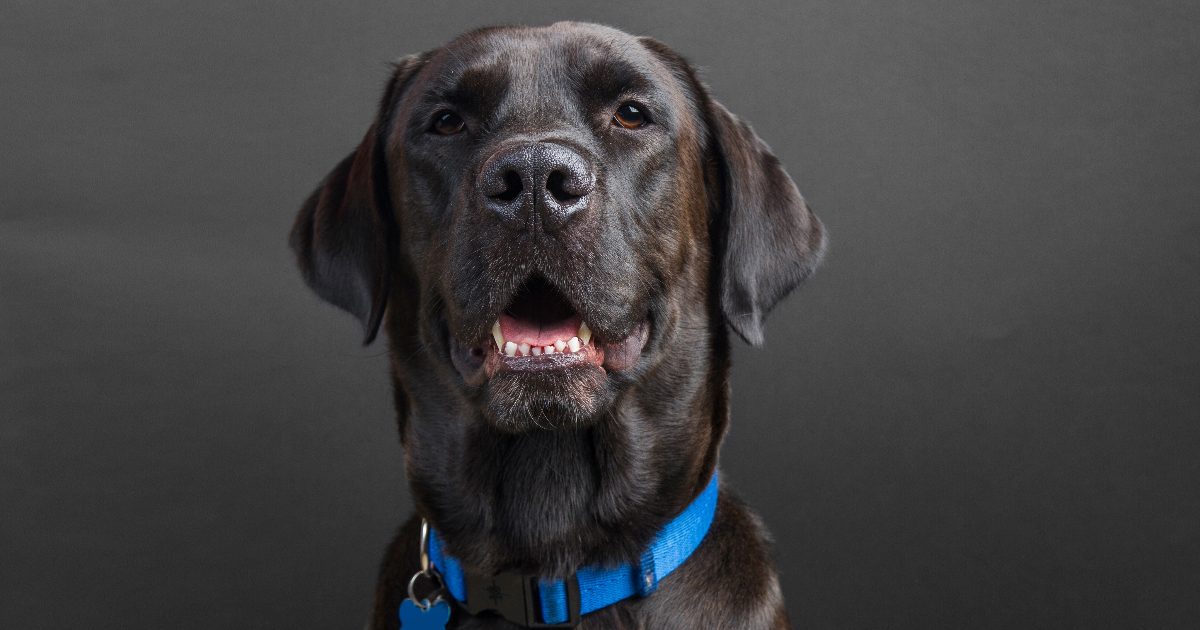 Why Do Dogs Wear Collars Brusearch