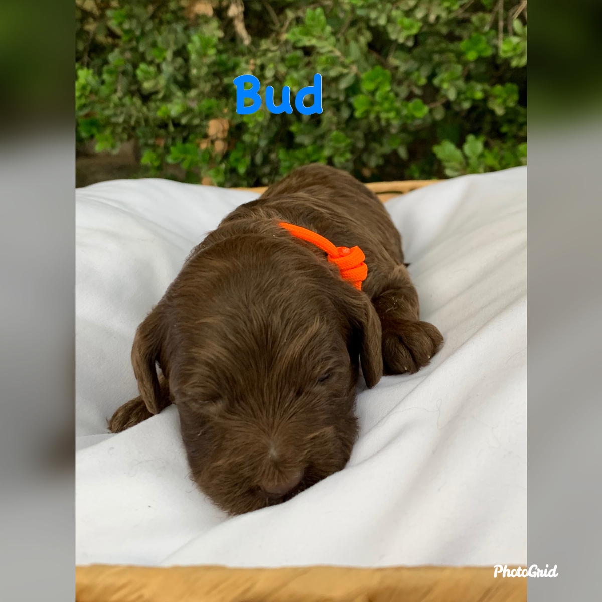 Bud