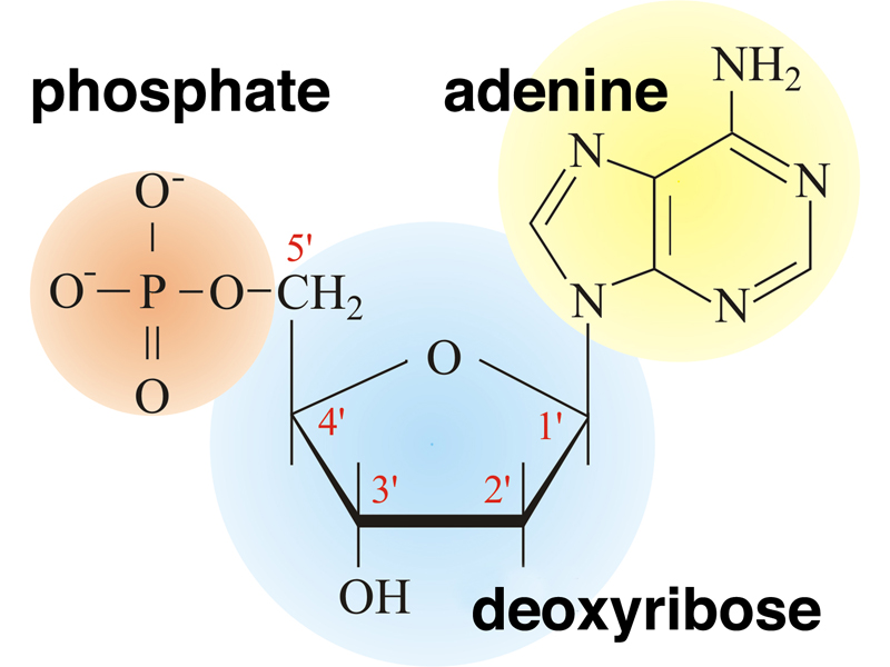 Chapitre 2 la composition chimique de l'ADN BORZUYA UNIVERSITY