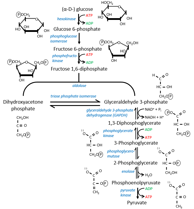 Chapitre 7 Catabolisme du glucose Borzuya university