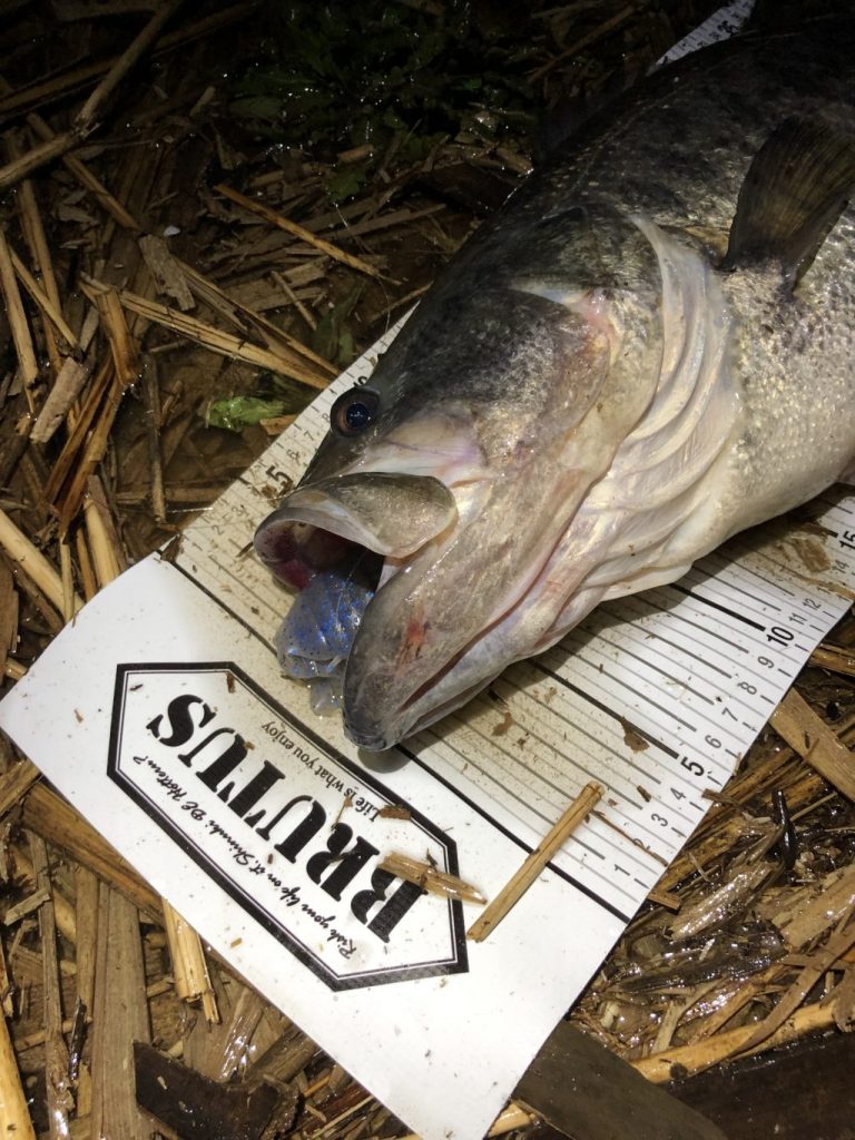 潮周り・タイミングを読んで3キロオーバー×2本！短時間釣行で結果を出すには？ BRUTUS公式『琵琶湖の釣道を求めて』