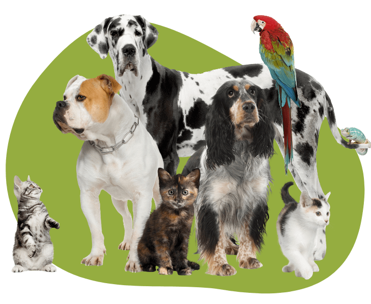Best Veterinary Hospital In Bryan, TX Bryan Animal Clinic
