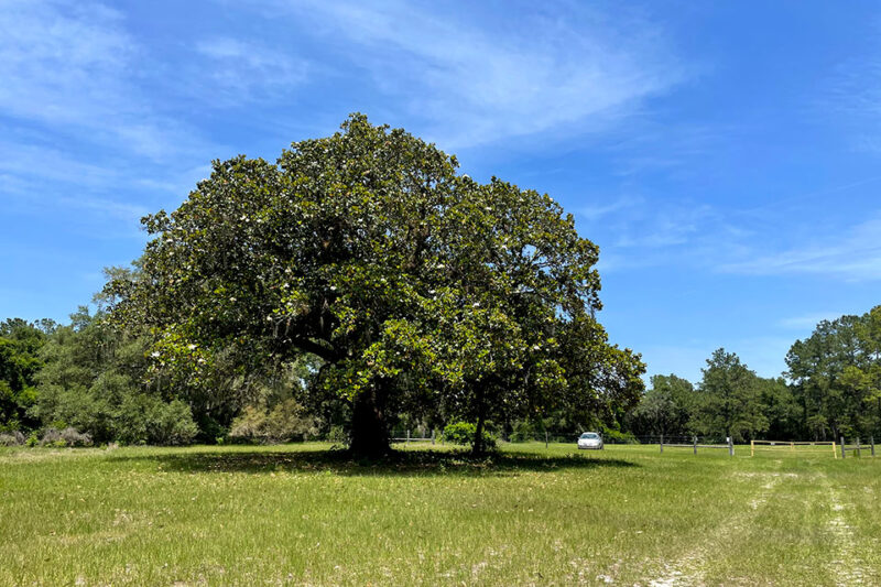 Ocklawaha Prairie Restoration Area Hiking Trails Bryan Berg