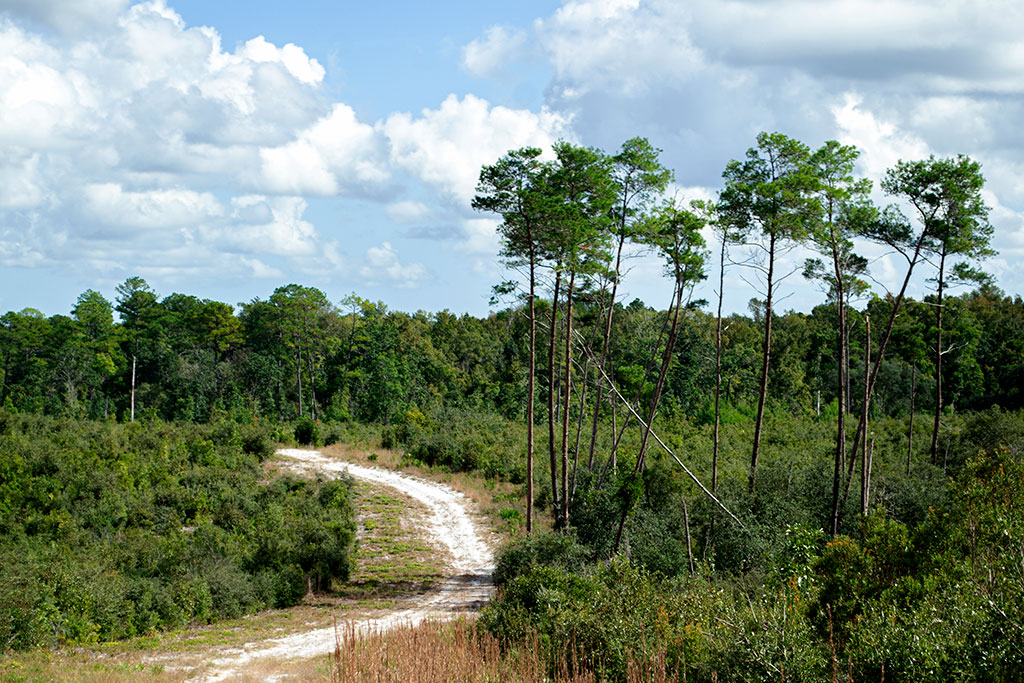 Dunn's Creek State Park Piney Bluff Trails Bryan Berg
