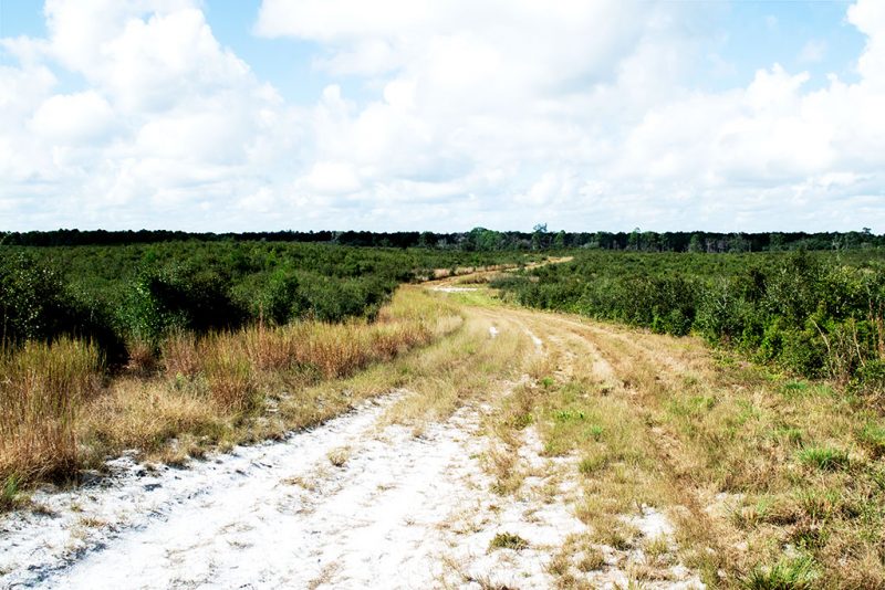 Dunn's Creek State Park Piney Bluff Trails Bryan Berg