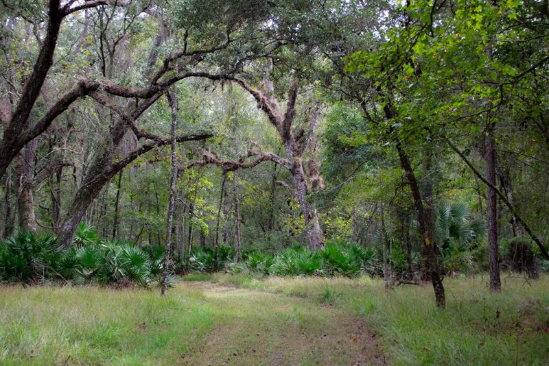 Dunn's Creek State Park Piney Bluff Trails Bryan Berg
