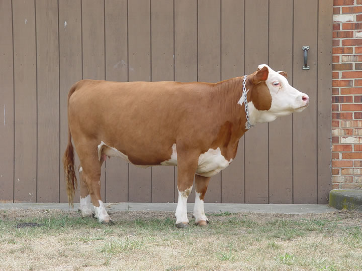 About Miniature Hereford Cattle Bryan Hill Farm