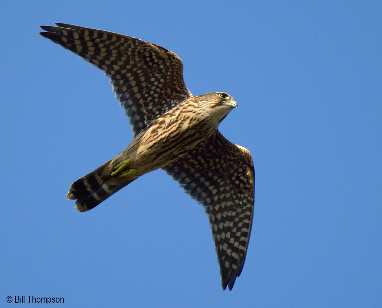 Merlin Falcon In Flight