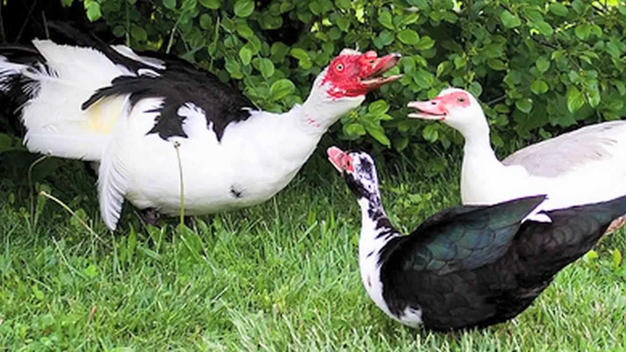 Muscovy Duck