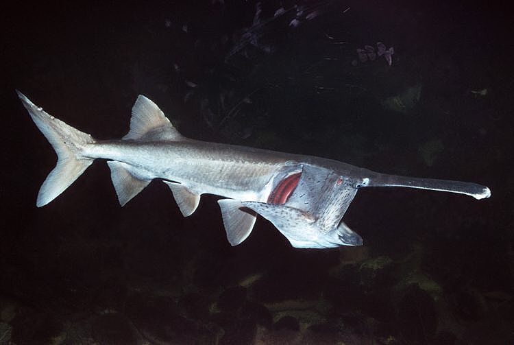 American Paddlefish