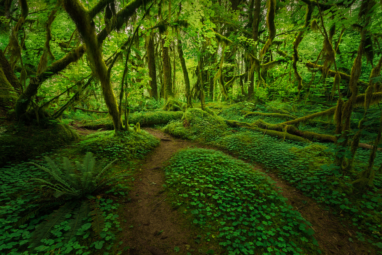 Fine Art Nature Photography Prints For Sale Bryce Mironuck Nature