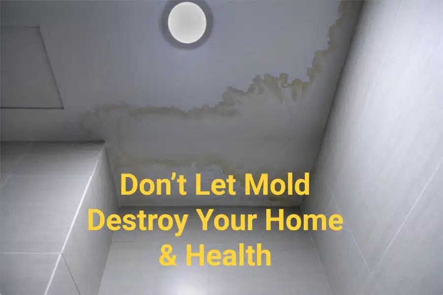 What is The Importance of Mold Remediation Bryter Water Damage