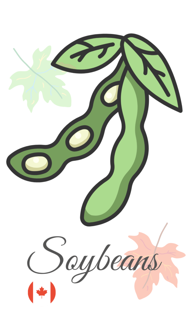 Canadian Soybean producer and Exporter BSB